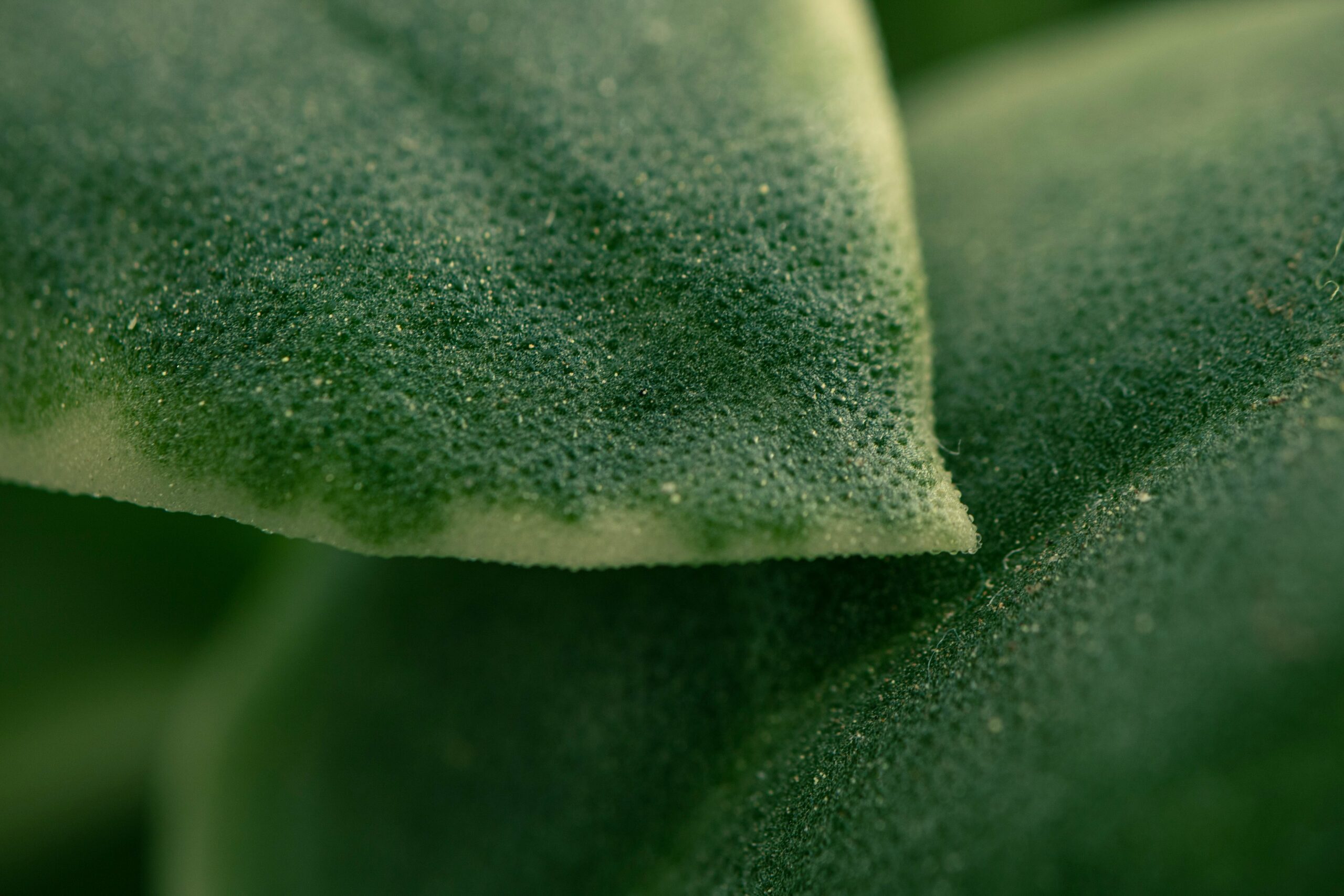 Comparison between chemical-heavy moisturizers and botanical extract-based ones