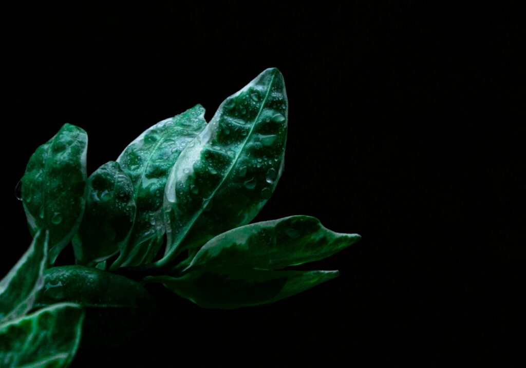 botanical extracts in skincare