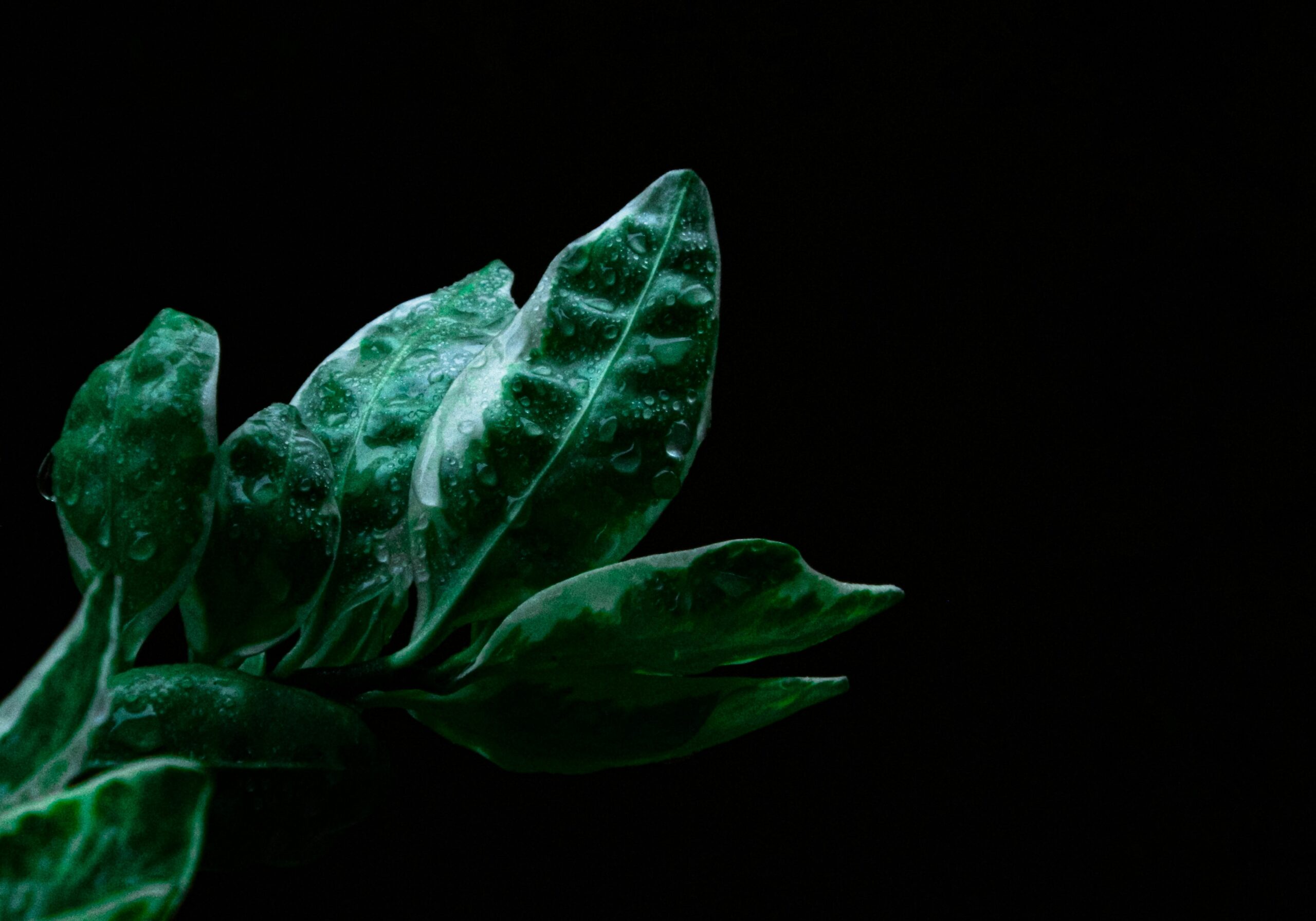 botanical extracts in skincare