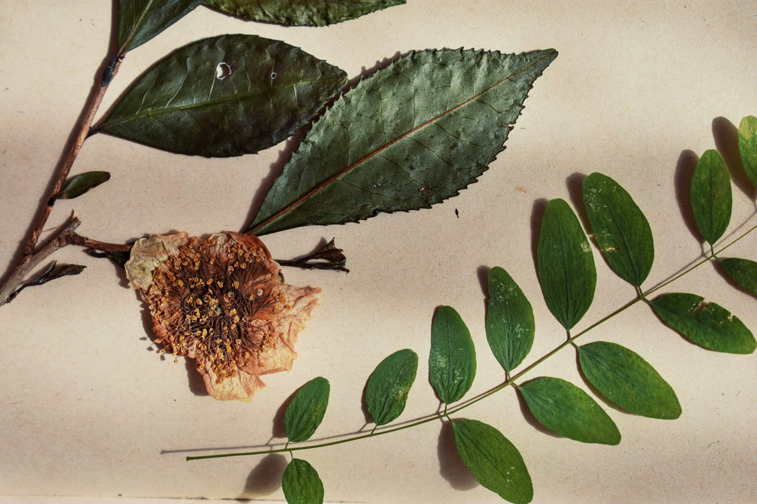 Infographic showing popular plant-based ingredients and their skin benefits
