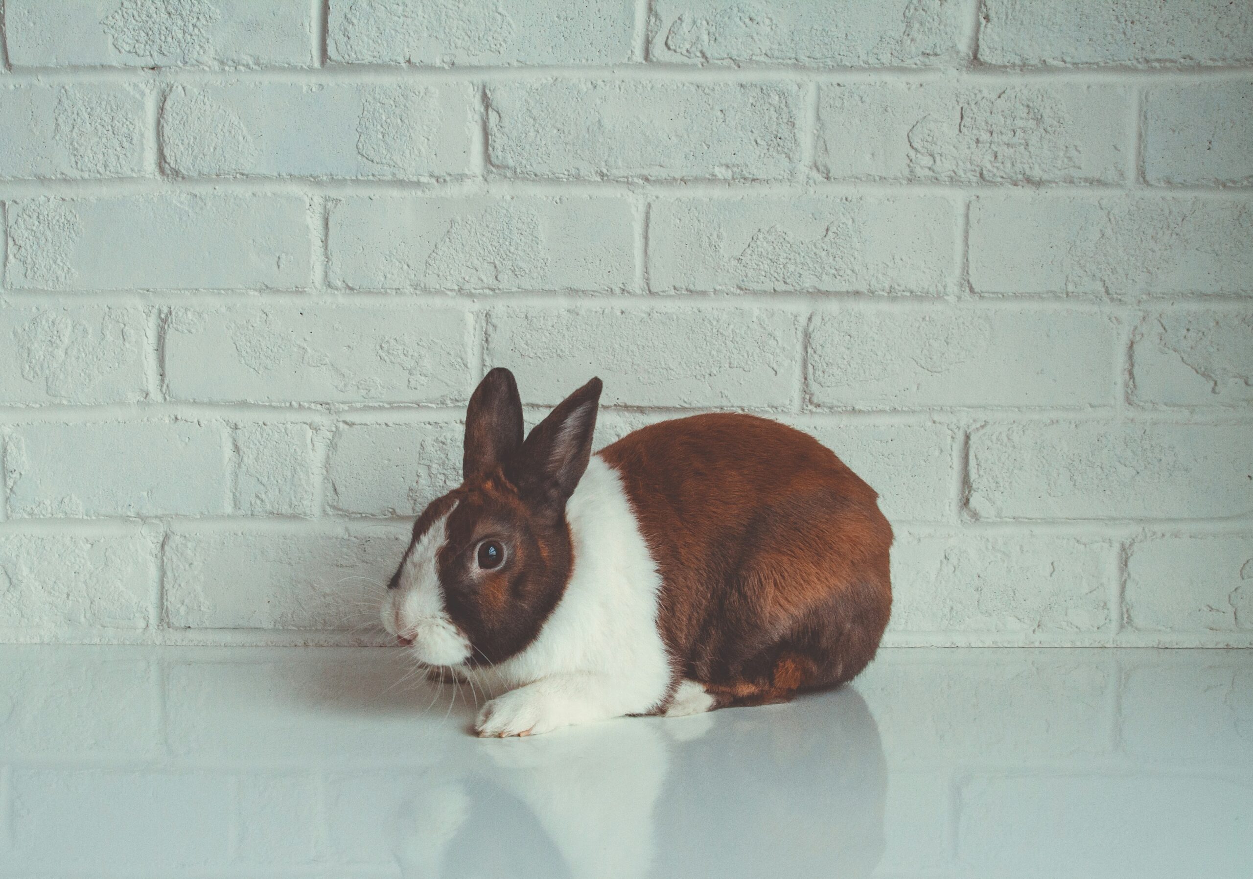 Leaping Bunny certification logo on a product label