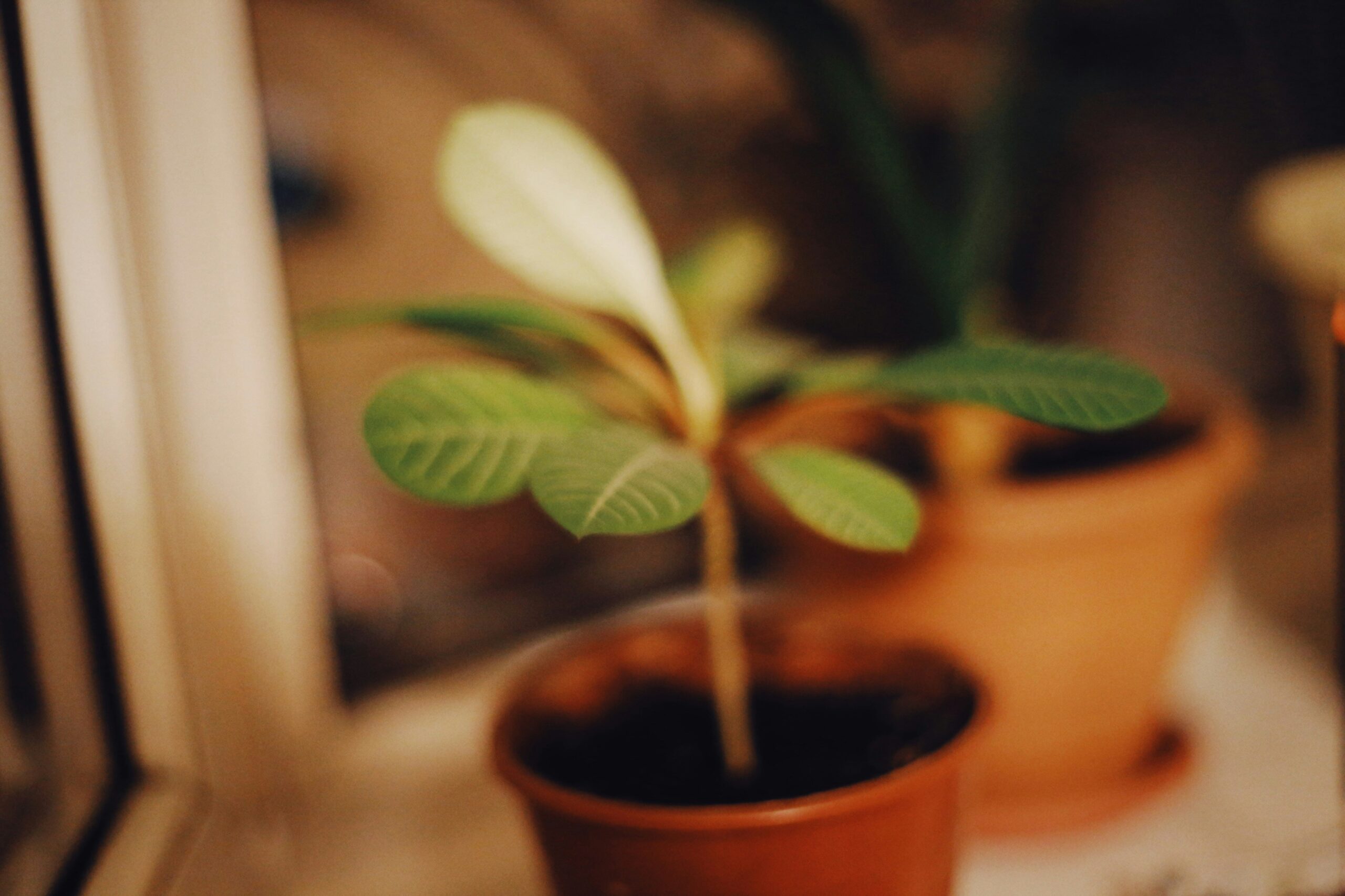 plant-based skincare