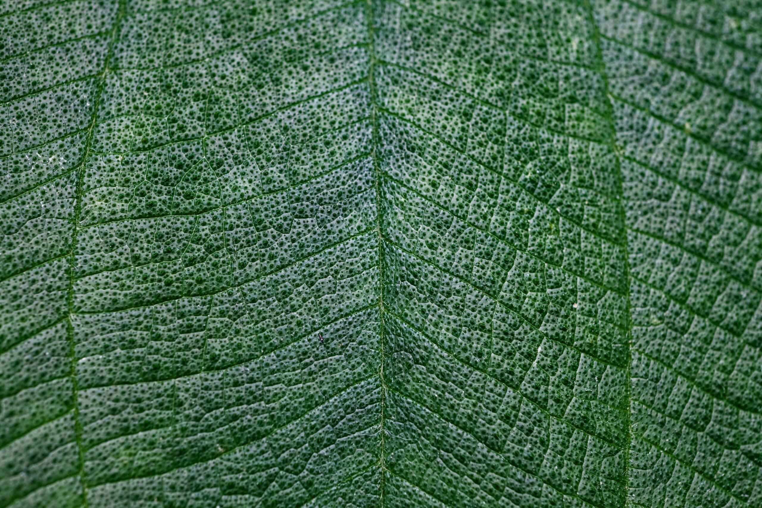 Side-by-side comparison showing clearer, calmer skin after switching to organic moisturizers.