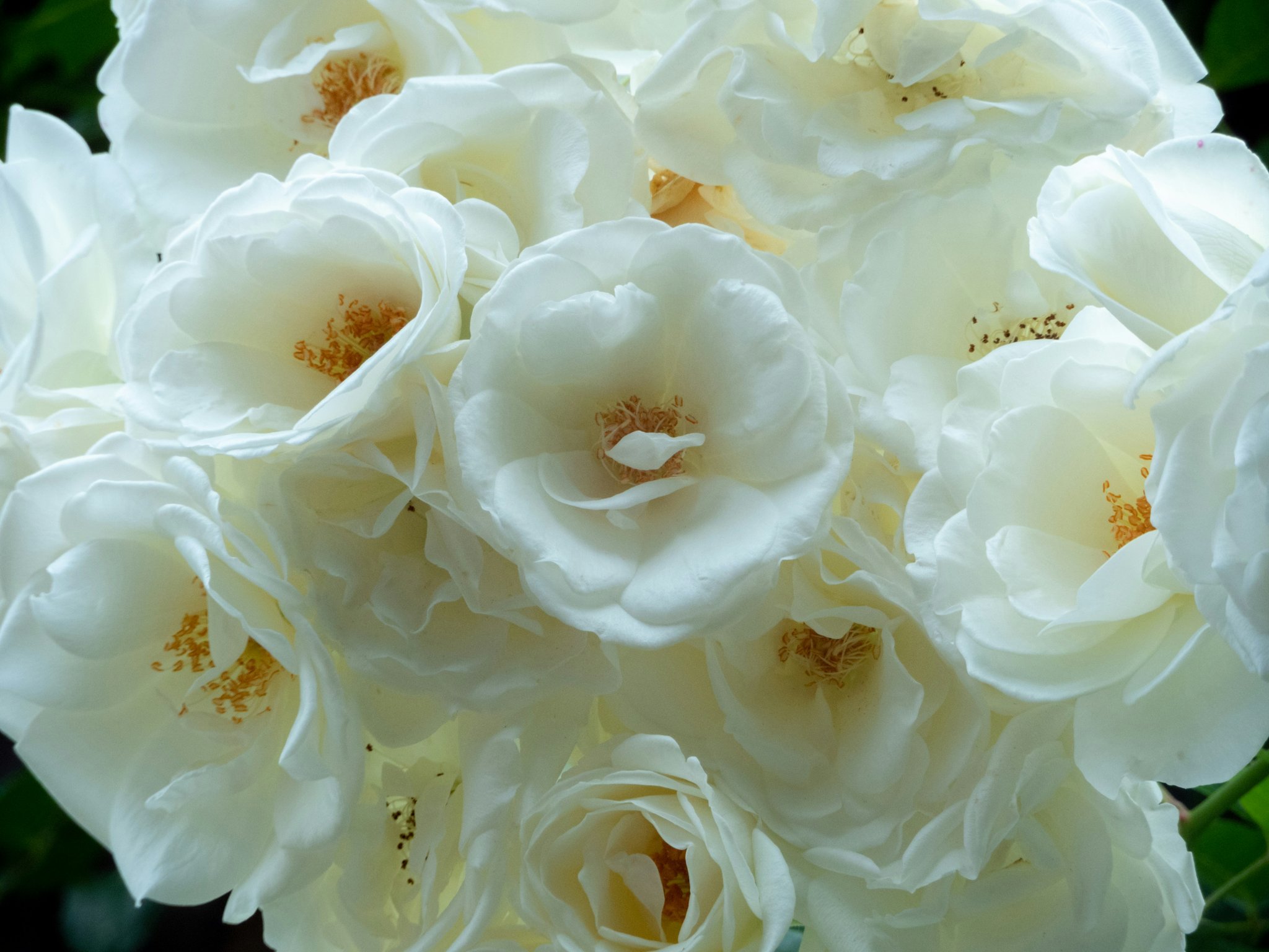 A bottle of floral face moisturizer surrounded by rose petals