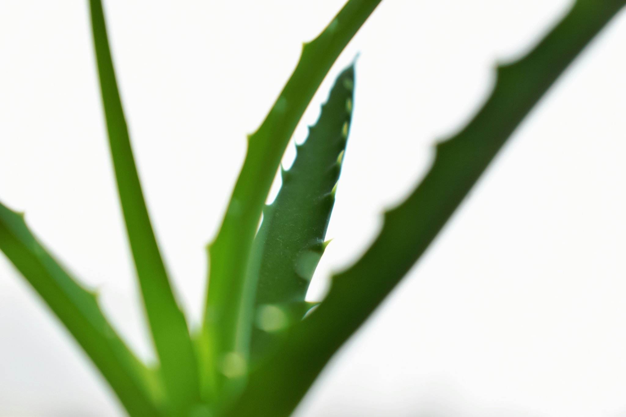 A split image showing botanical ingredients on one side and lab-made chemicals on the other