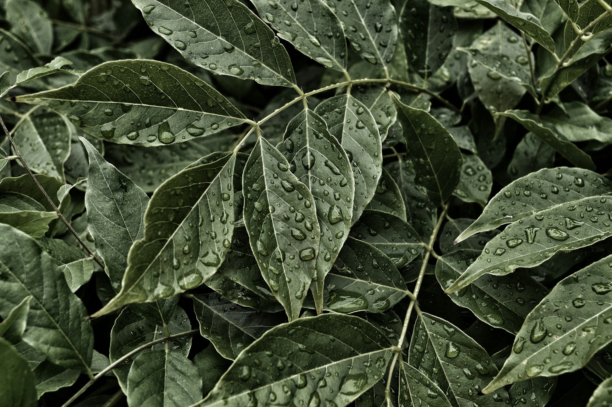 Close-up image of botanical extracts used in organic moisturizers