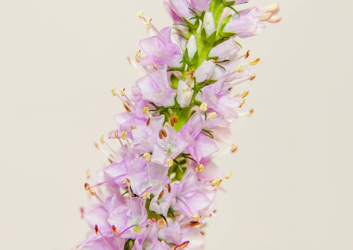 Image showing bottles filled with flower petals and oils used in floral skincare lotion