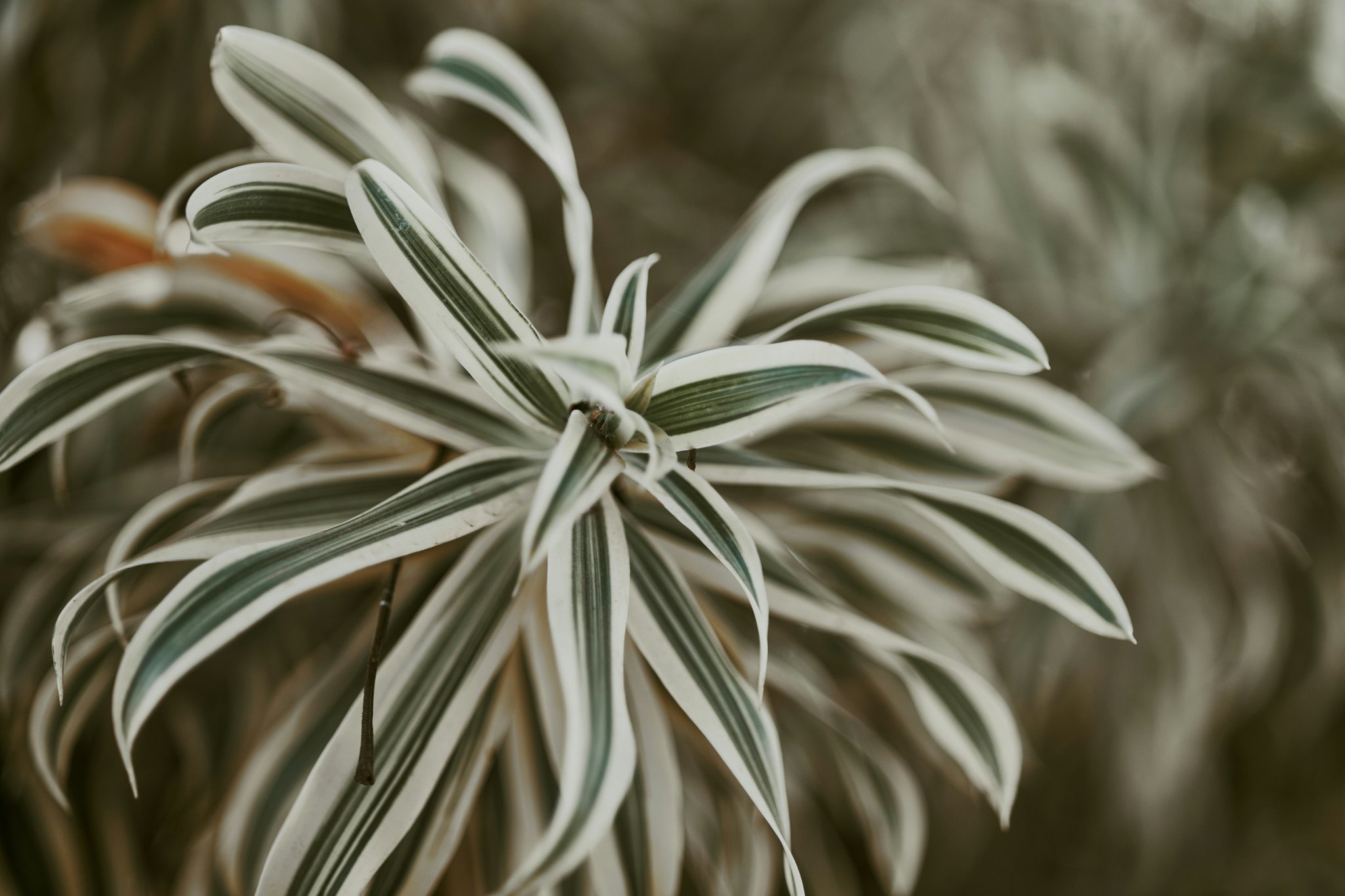 The Magic of Eco-Friendly Skin Balm: Why Your Skin Deserves This Natural Nourishment