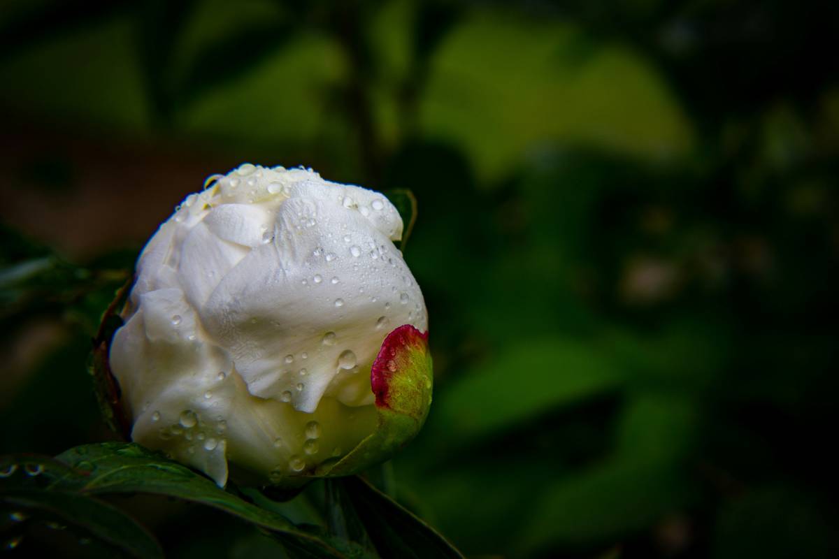 The Secret to Glowing Skin: Why Herbal Moisture Lotion is Your New Best Friend
