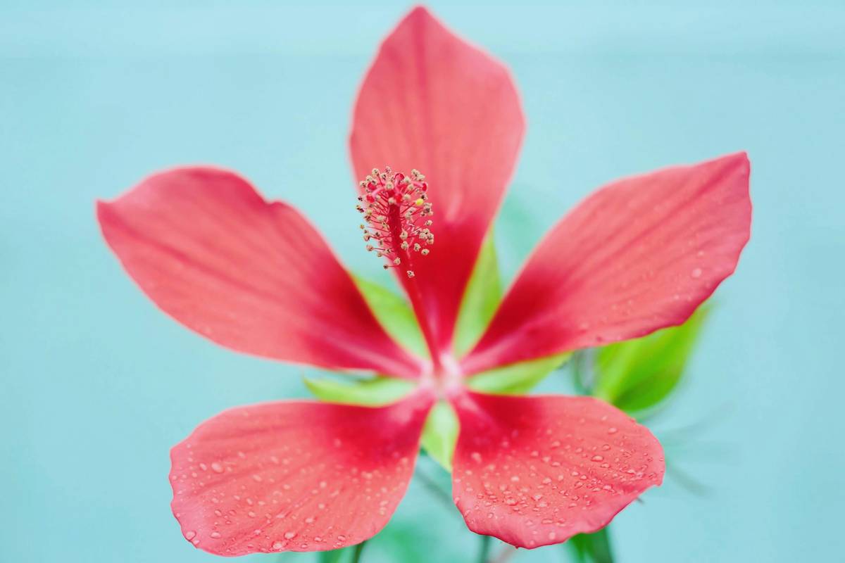 Why Your Skin Deserves a Floral Skincare Lotion: The Organic Moisturizer Game Changer
