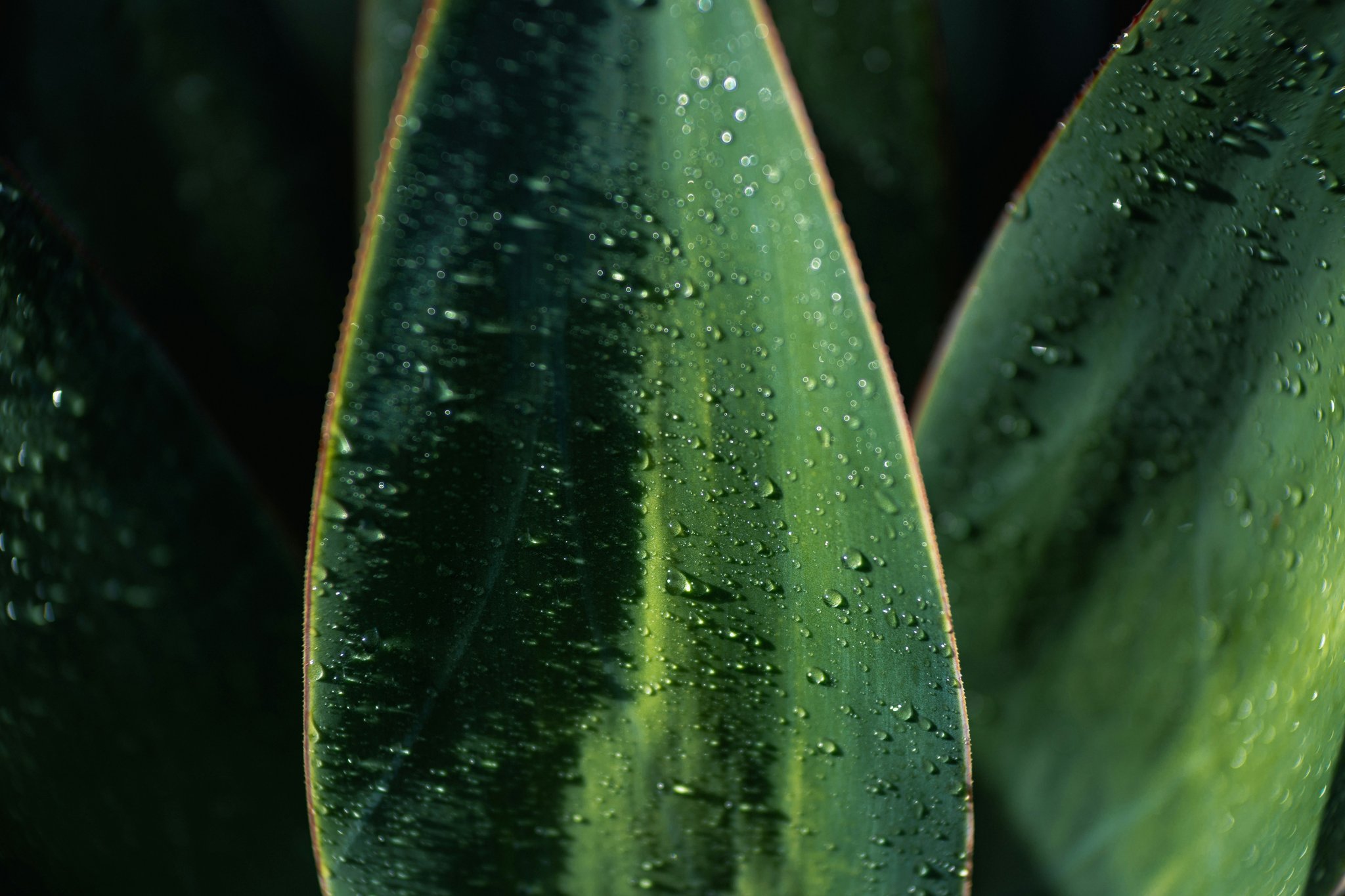 Why Your Skin Deserves an Eco-Safe Moisturizer (& How to Choose the Right One)