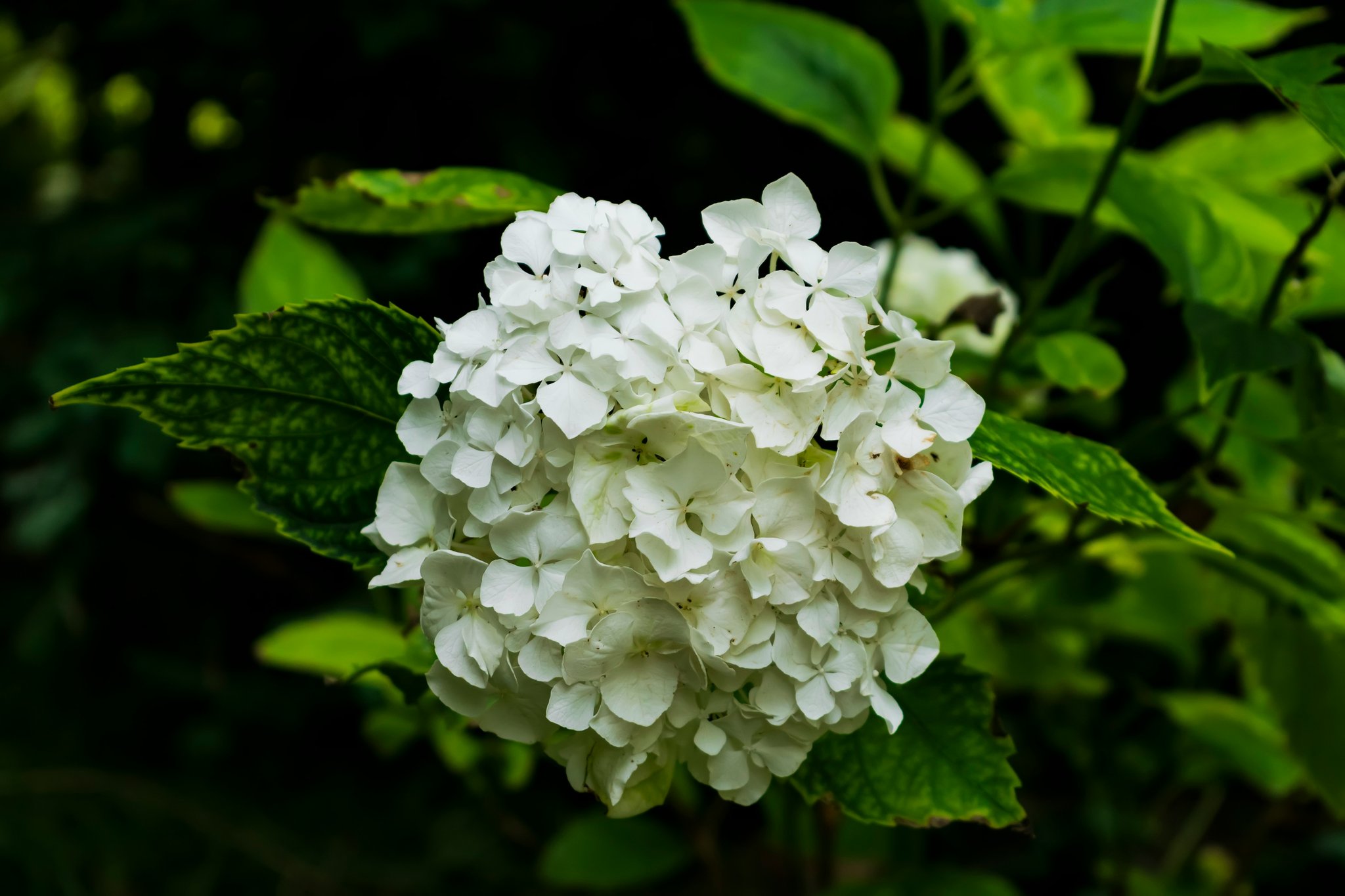 Why Your Skin Will Love a Floral Face Moisturizer (and How to Choose the Right One)