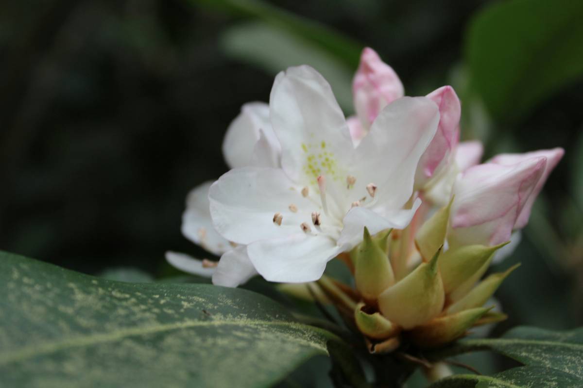 Close-up shot of organic floral skin gel jar surrounded by fresh herbs