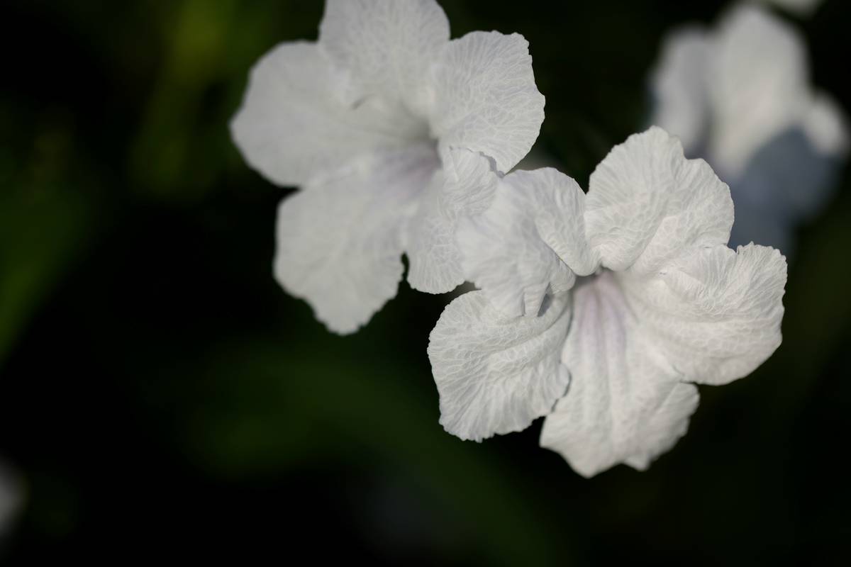 Floral Skin Gel: The Organic Moisturizer Your Skin Craves (Plus Tips You'll Love)