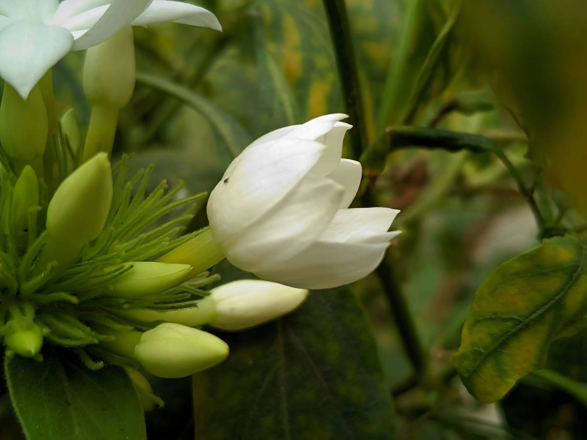 Flowchart for choosing organic moisturizer based on skin type