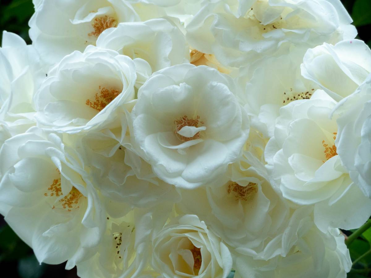 A close-up image of floral ingredients used in organic skincare products, including rose petals and lavender buds.