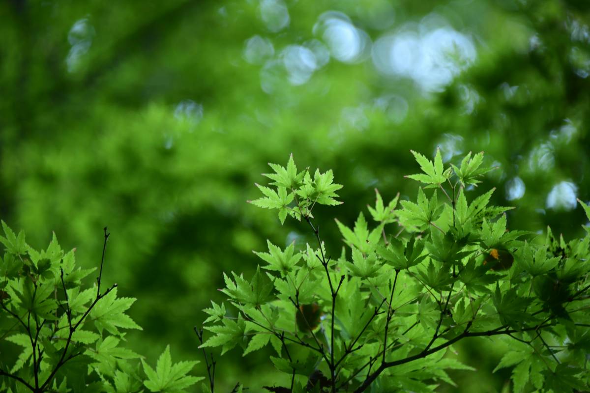 A jar of botanical skin lotion surrounded by fresh herbs and flowers on a wooden table.