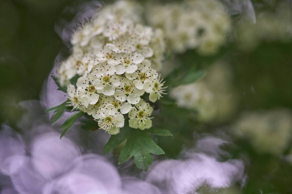 The Secret Ingredient Your Skin Craves: Why Floral Face Balm Could Be Your Holy Grail