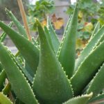 Why Your Skin Deserves an Organic Hydrating Balm: The Ultimate Guide