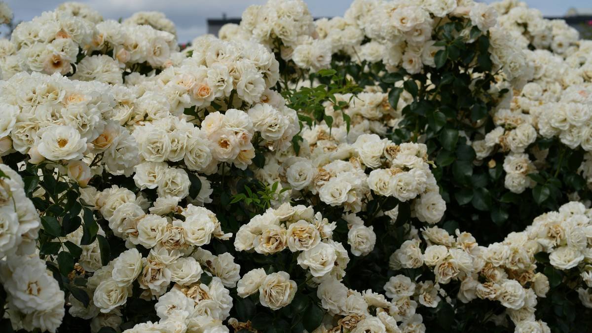 Before and after photos of skin transformation using green beauty balm