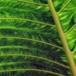 Unlocking the Secrets of Herbal Hydration Cream: Your Ultimate Guide