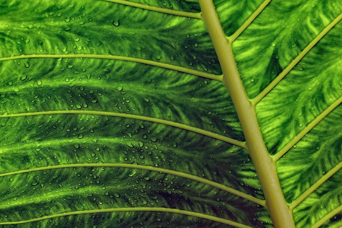 Unlocking the Secrets of Herbal Hydration Cream: Your Ultimate Guide