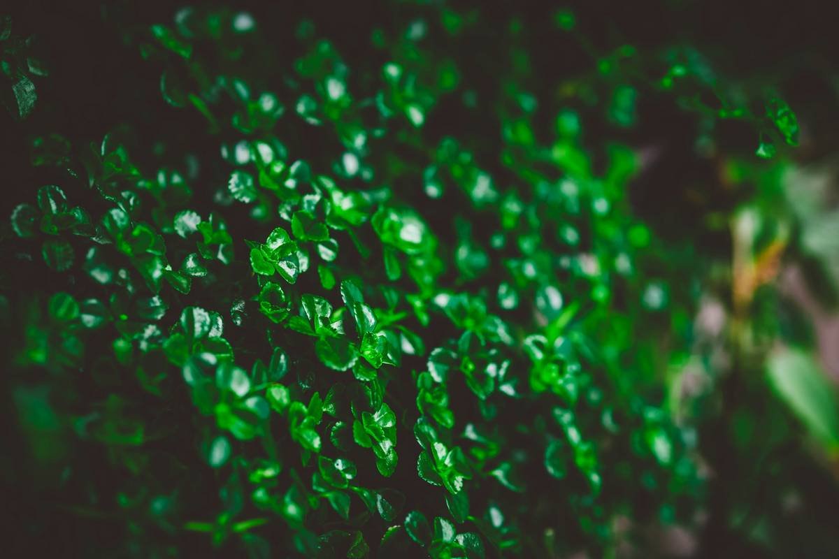 Infographic showing comparison between conventional moisturizer ingredients (parabens, phenoxyethanol, mineral oil) vs. sustainable balm ingredients (organic shea butter, jojoba oil, beeswax or candelilla wax)