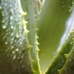 The Truth About Vegan Face Lotion: Why Your Skin Might Be Begging for This Organic Switch