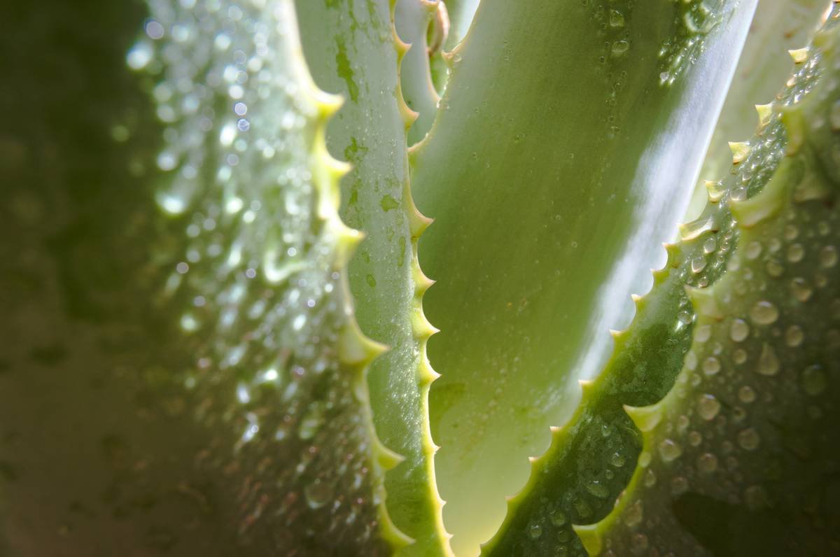 The Truth About Vegan Face Lotion: Why Your Skin Might Be Begging for This Organic Switch