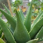 What Is a Botanical Skin Balm—And Why Your Dry, Sensitive Skin Has Been Begging for One?