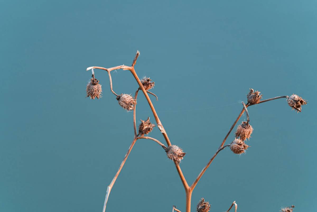 a plant with lots of buds on it against a blue sky