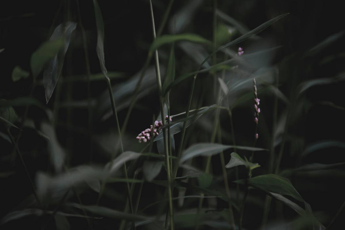 Baby Pink Flower at Dusk