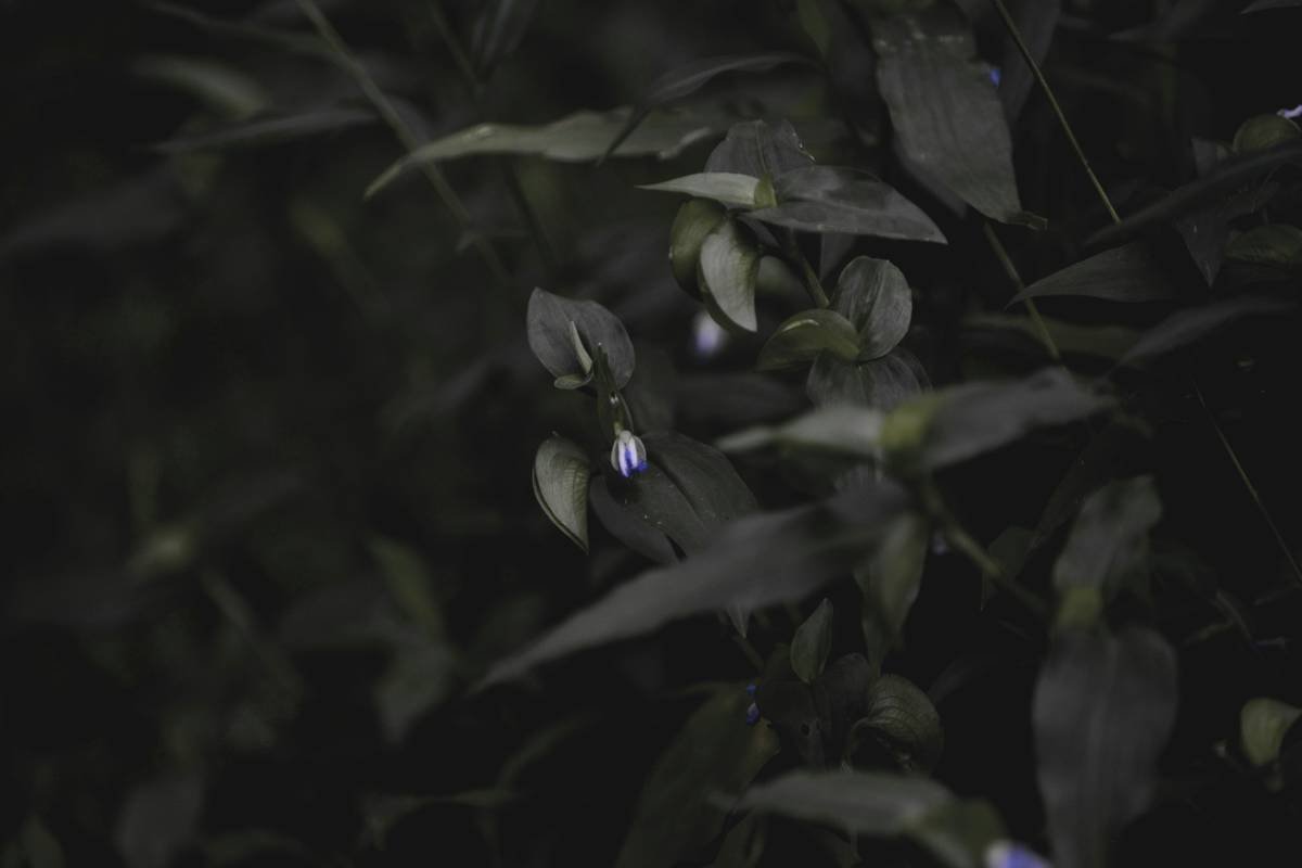 Baby Purple Flower At Dusk