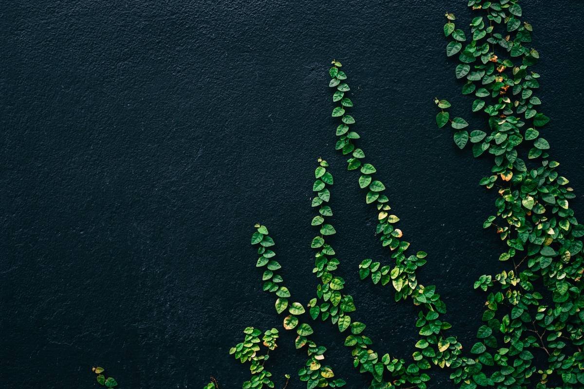 Moody Wall Climbers II