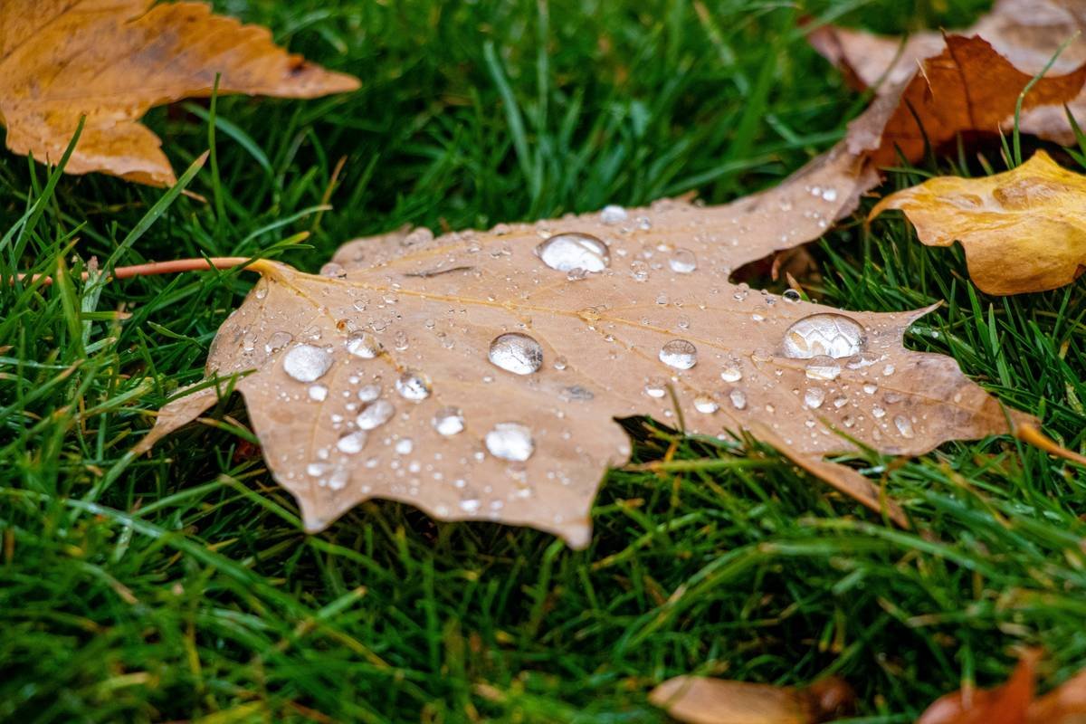 Water droplets beaded on a fallen leaf accentuate the leaf's texture