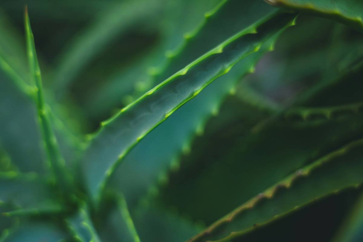Why Your Skin Is Begging for a Botanical Hydration Lotion (And How to Choose the Right One)